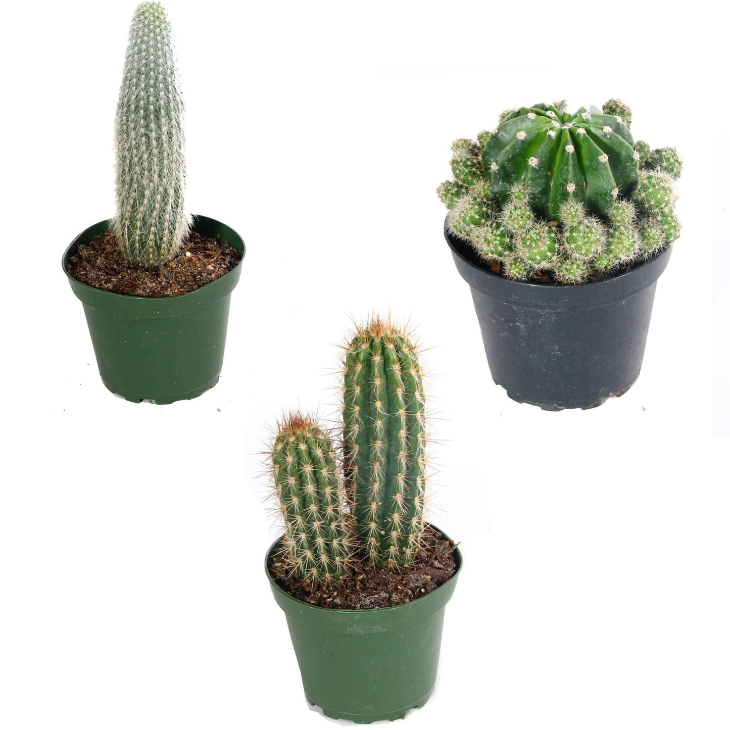 Cactus Assorted - View 11 from www redcrocus com