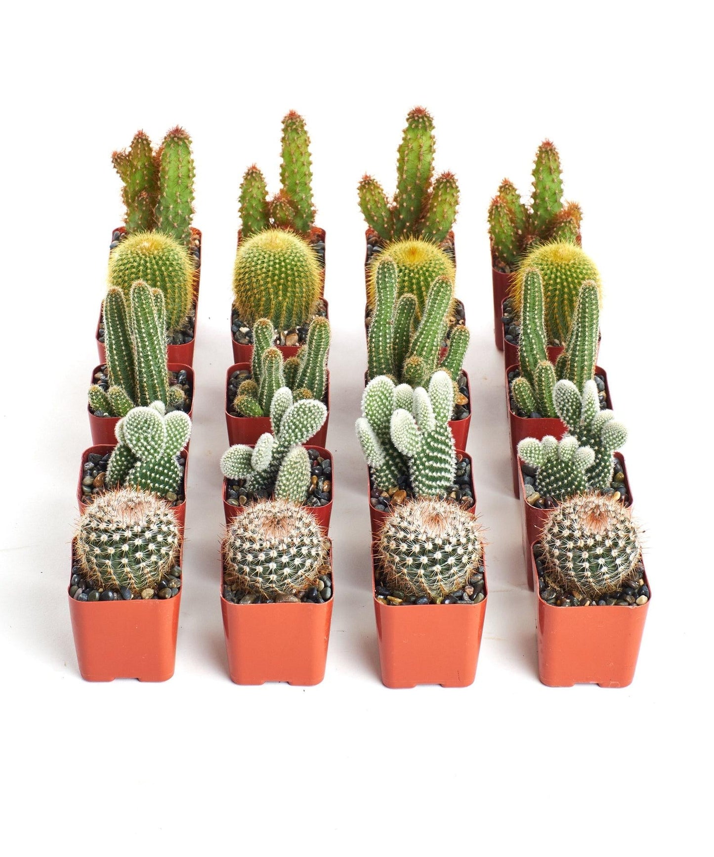 Cactus Assorted - View 12 from www redcrocus com