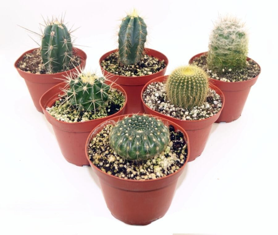 Cactus Assorted - View 13 from www redcrocus com