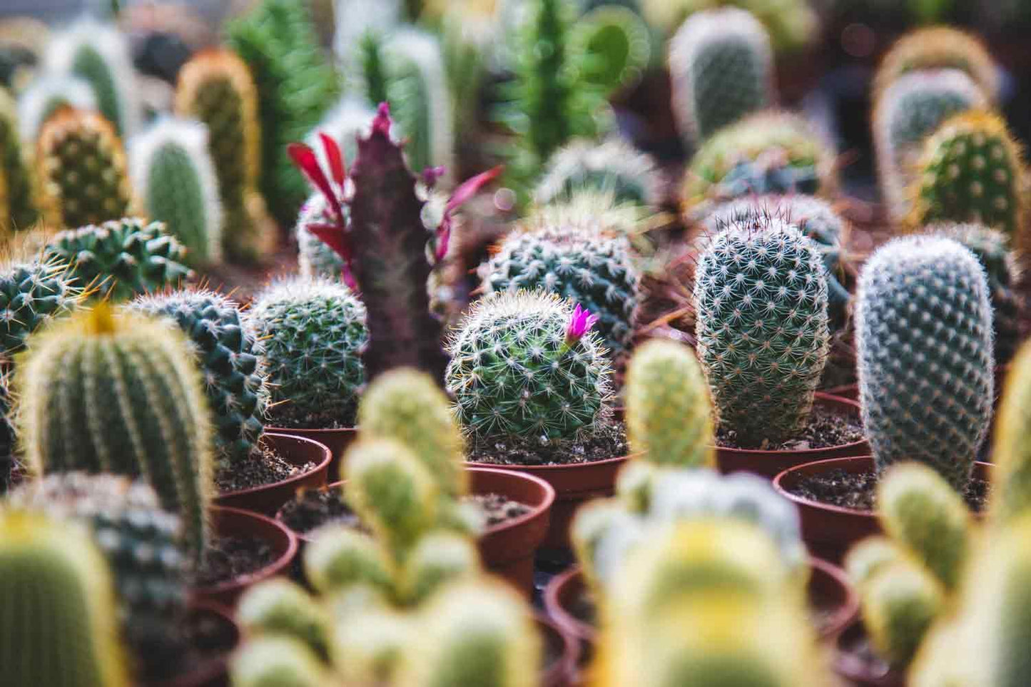 Cactus Assorted - View 14 from www redcrocus com