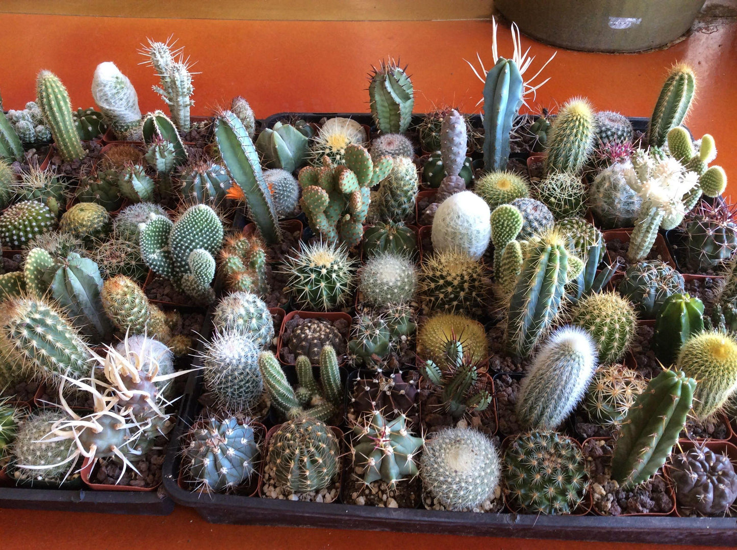 Cactus Assorted - View 1 from www redcrocus com