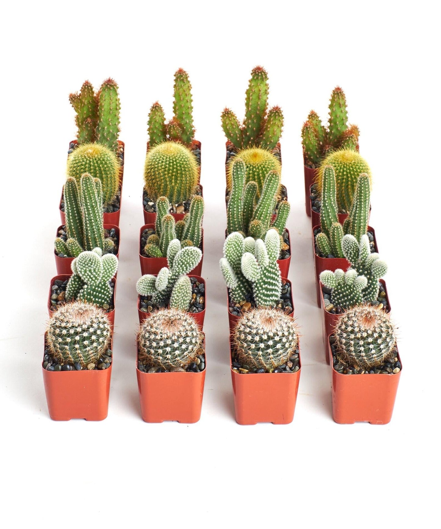 Cactus Assorted - View 4 from www redcrocus com