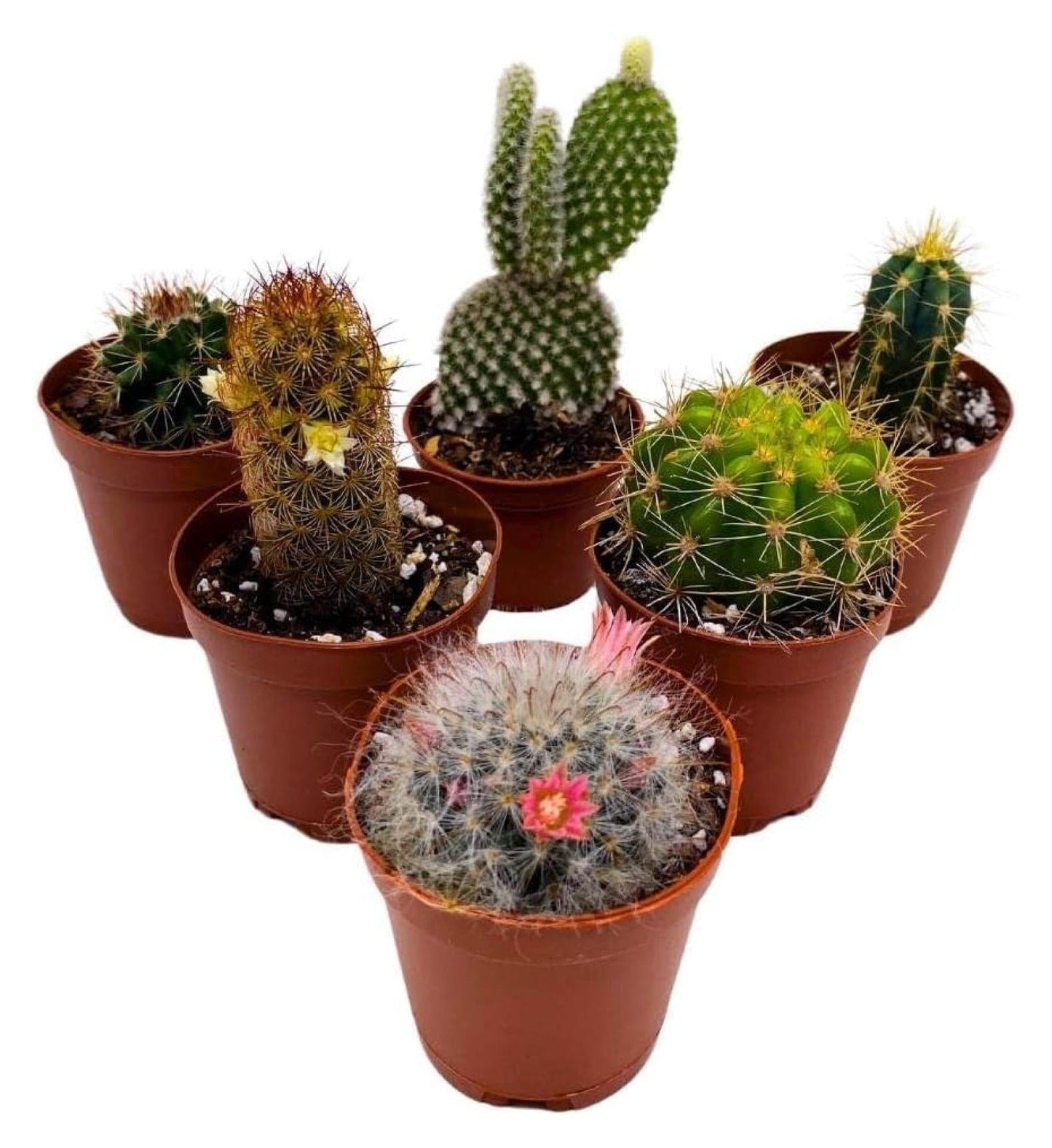 Cactus Assorted - View 6 from www redcrocus com