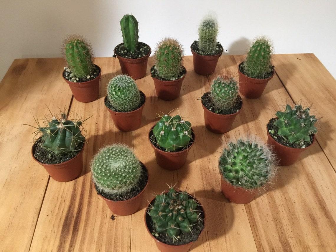 Cactus Assorted - View 8 from www redcrocus com