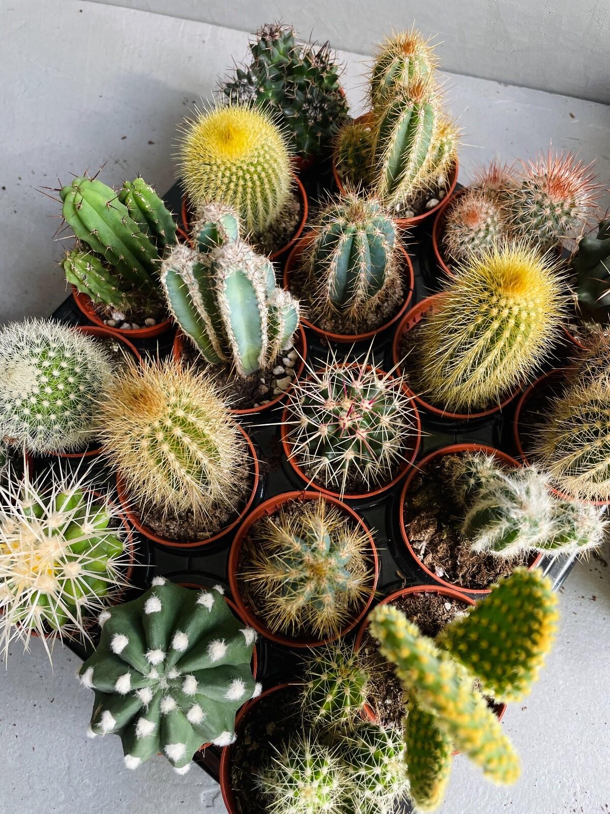 Cacti Assorted - View 13 from www redcrocus com