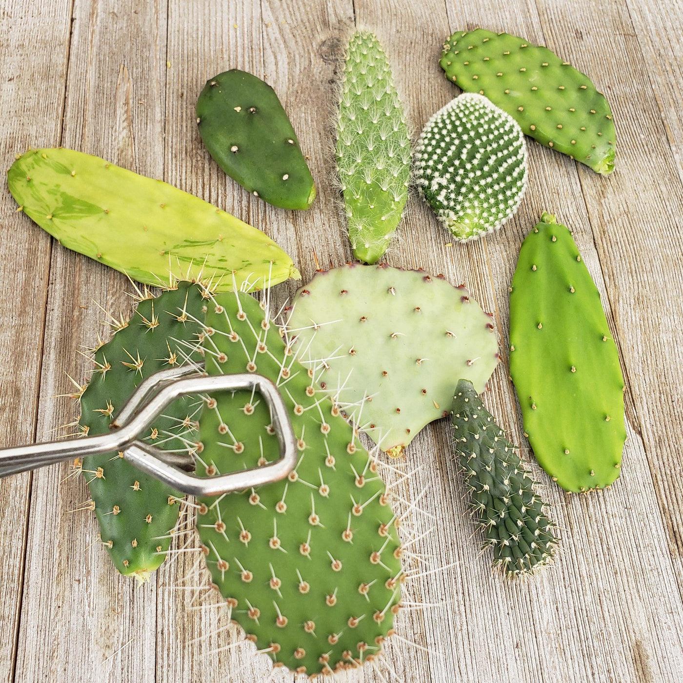 Opuntia Assorted - View 13 from www redcrocus com