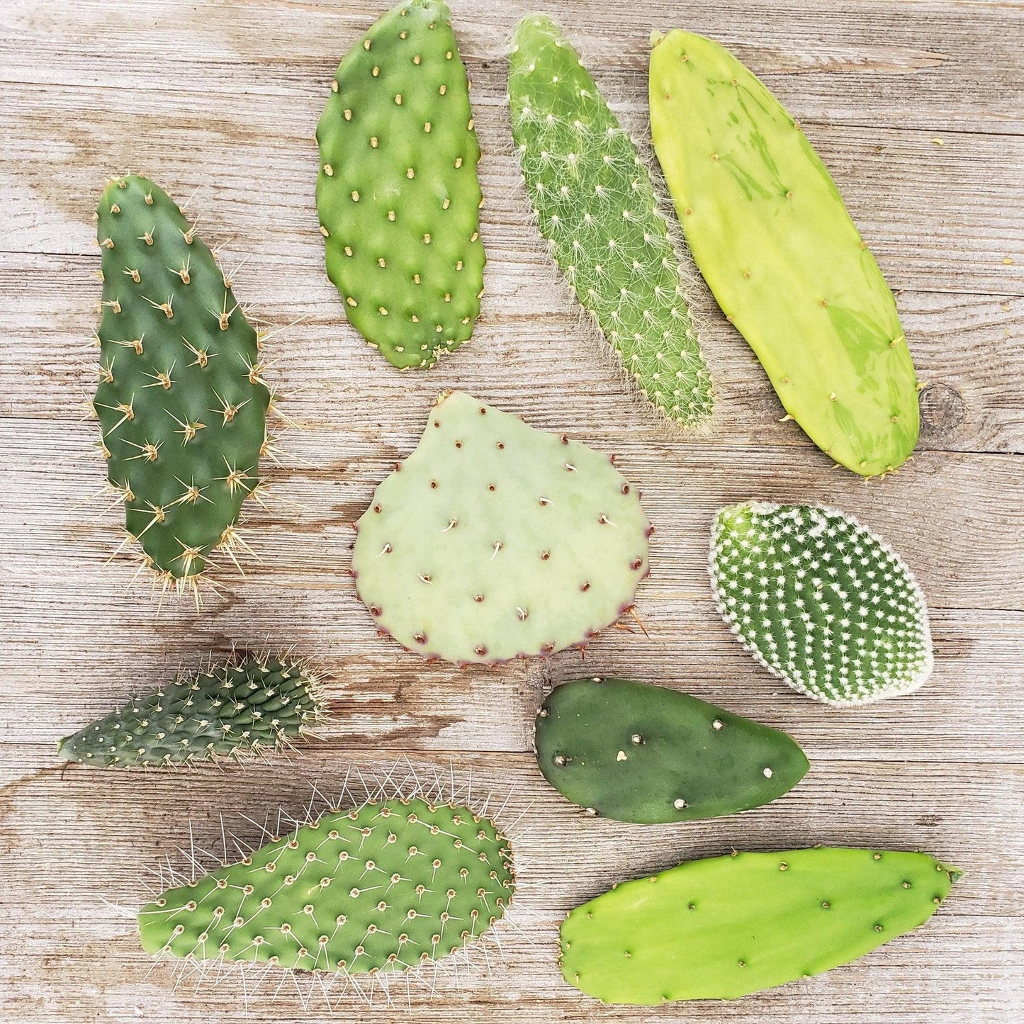 Opuntia Assorted - View 4 from www redcrocus com