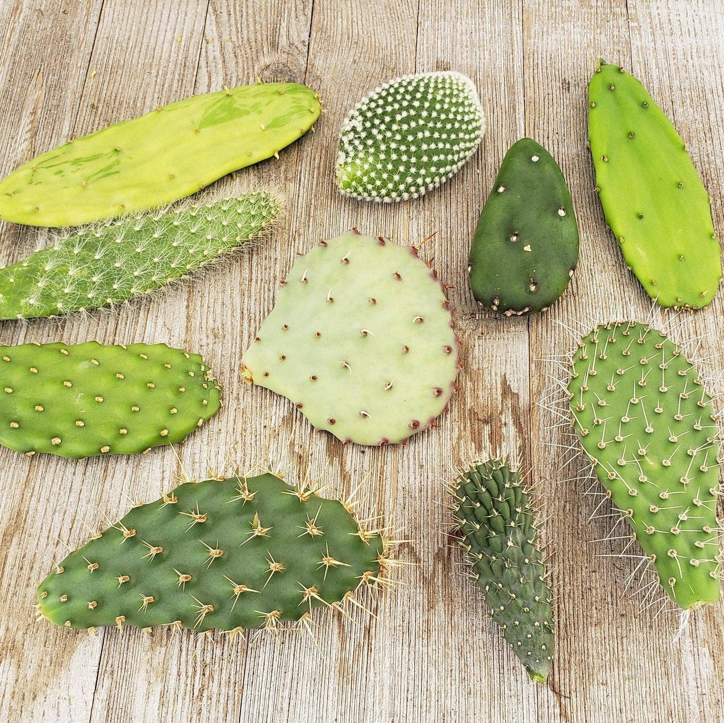 Opuntia Assorted - View 6 from www redcrocus com
