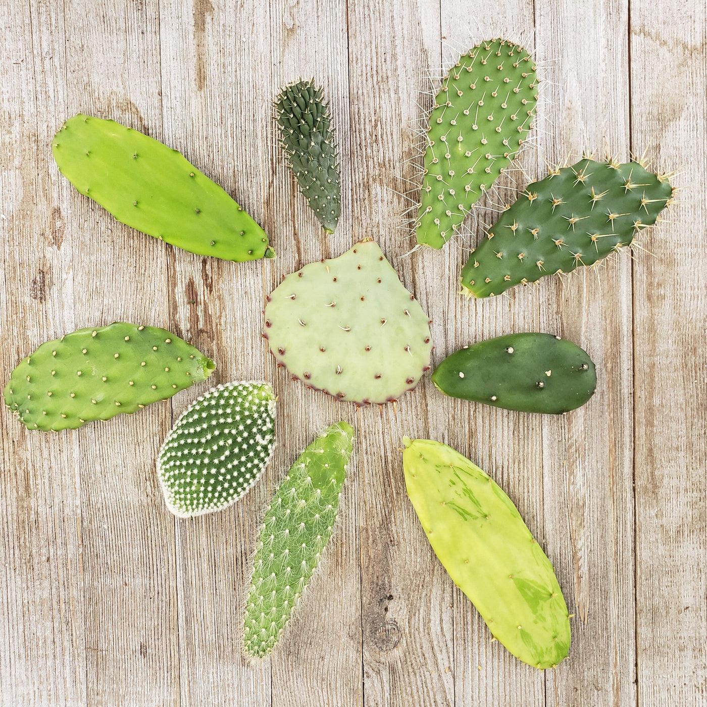 Opuntia Assorted - View 7 from www redcrocus com