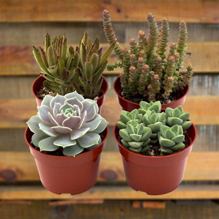 Succulent, Assorted - View 11 from www redcrocus com