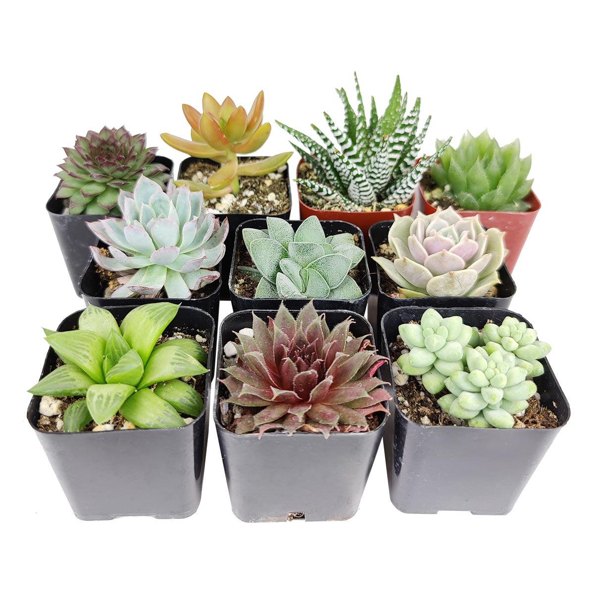 Succulent, Assorted - View 12 from www redcrocus com