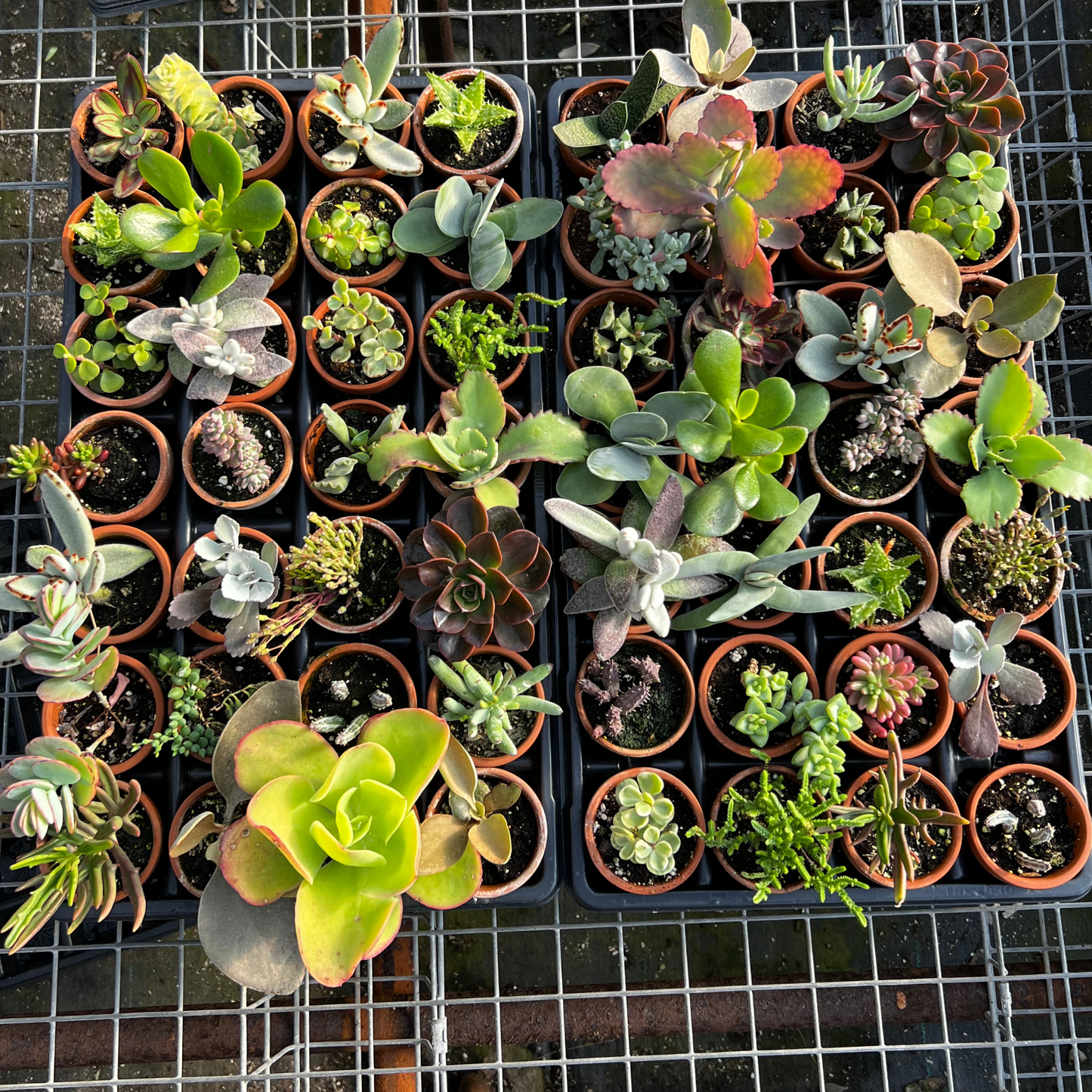 Succulent, Assorted - View 13 from www redcrocus com