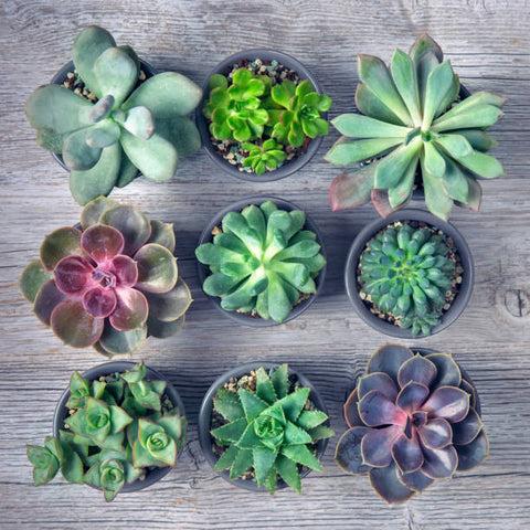 Succulent, Assorted - View 14 from www redcrocus com