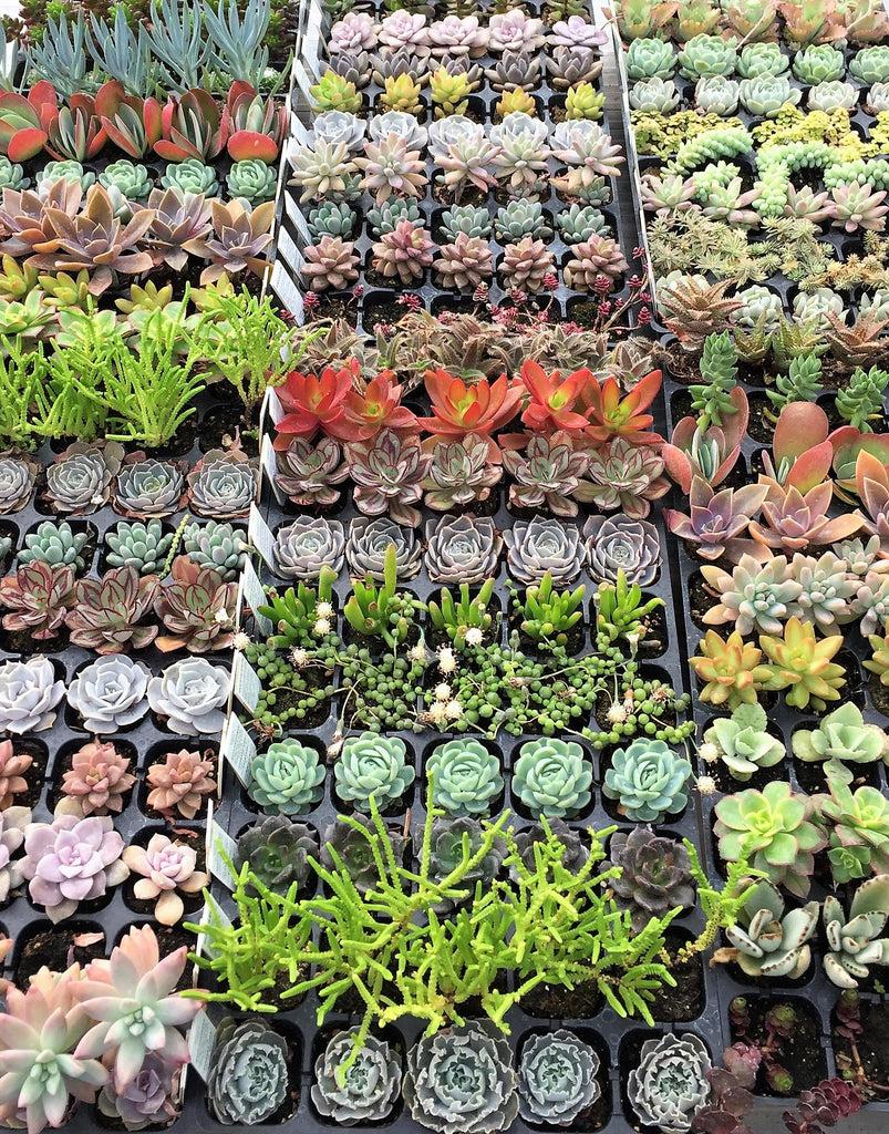 Succulent, Assorted - View 16 from www redcrocus com