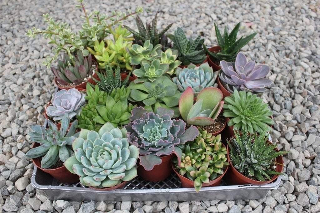 Succulent, Assorted - View 2 from www redcrocus com