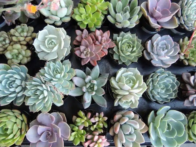 Succulent, Assorted - View 3 from www redcrocus com