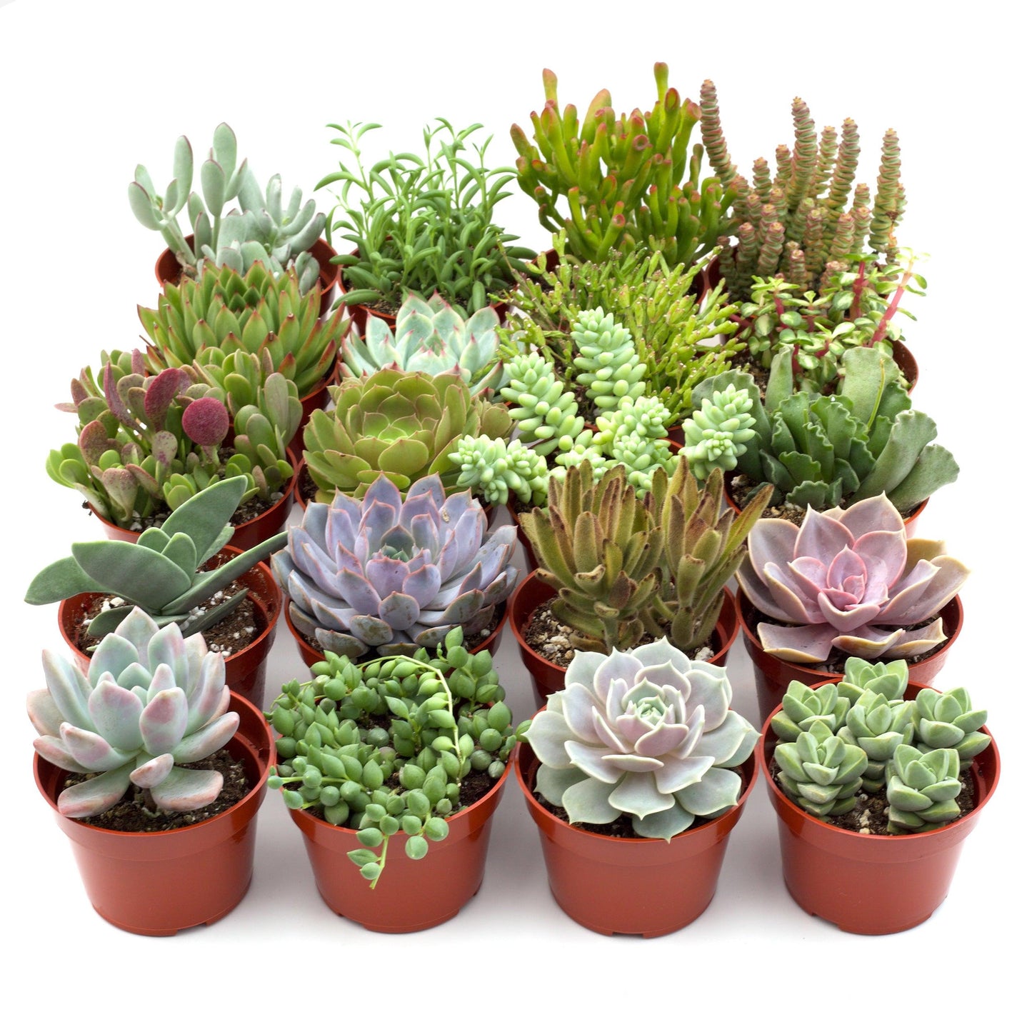 Succulent, Assorted - View 4 from www redcrocus com