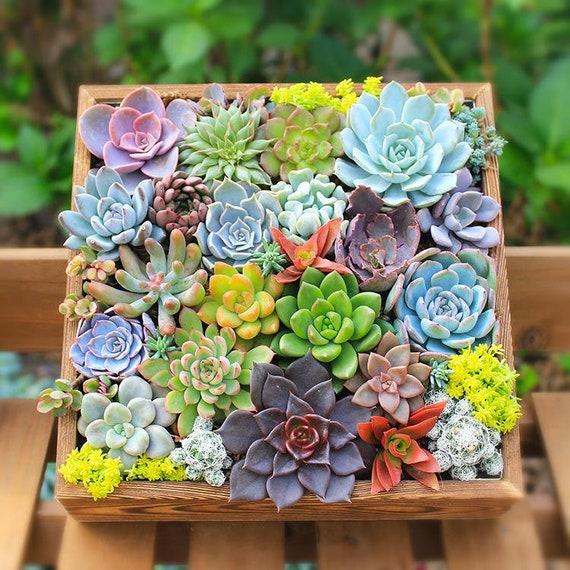 Succulent, Assorted - View 5 from www redcrocus com