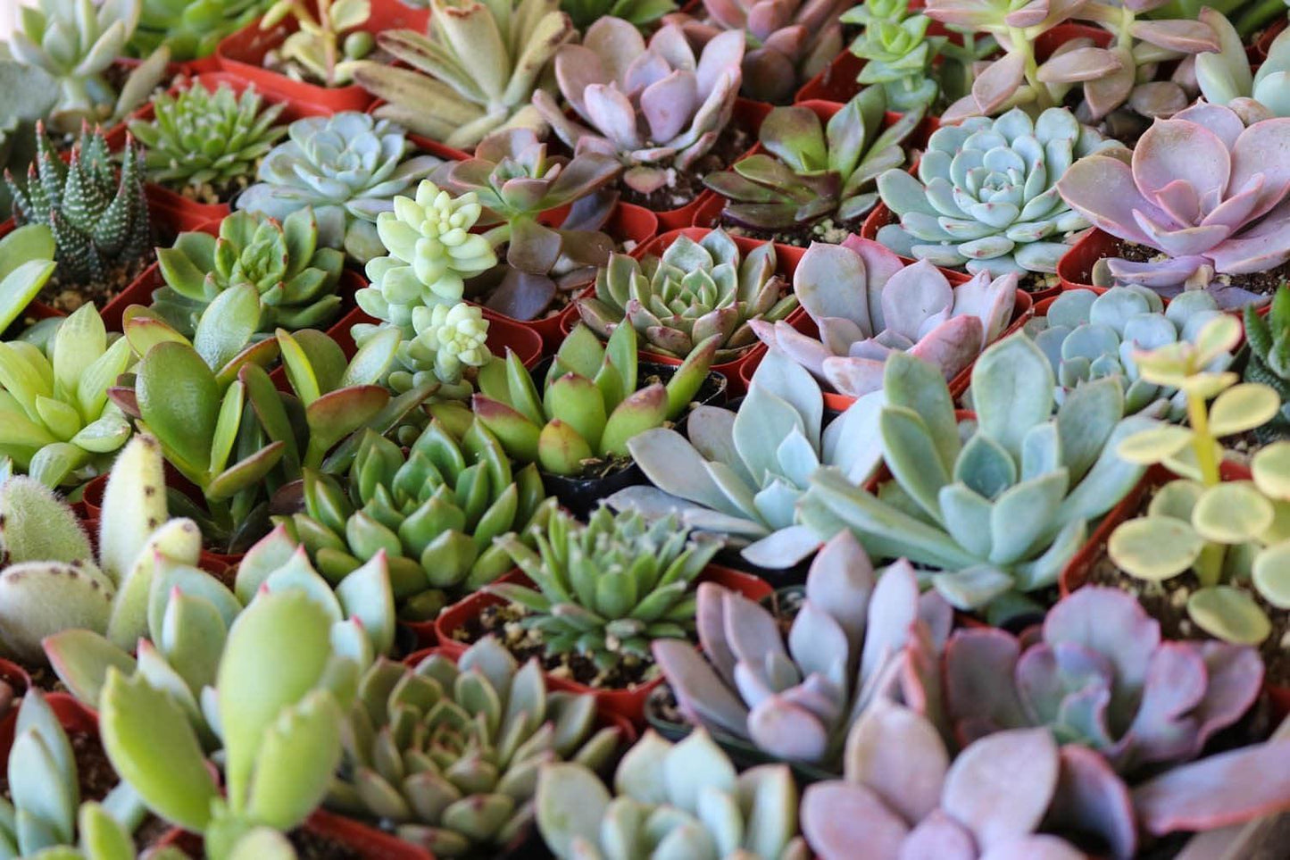 Succulent, Assorted - View 7 from www redcrocus com
