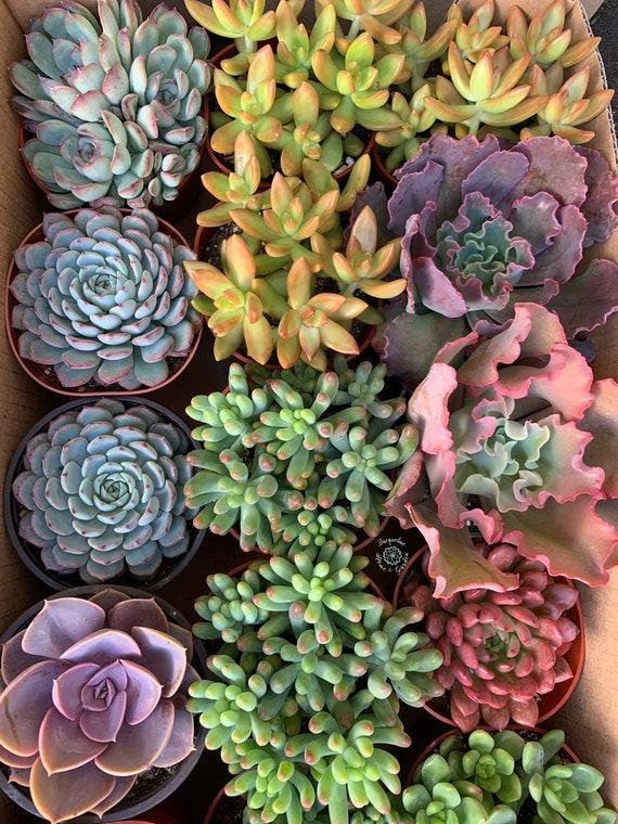 Succulent, Assorted - View 8 from www redcrocus com