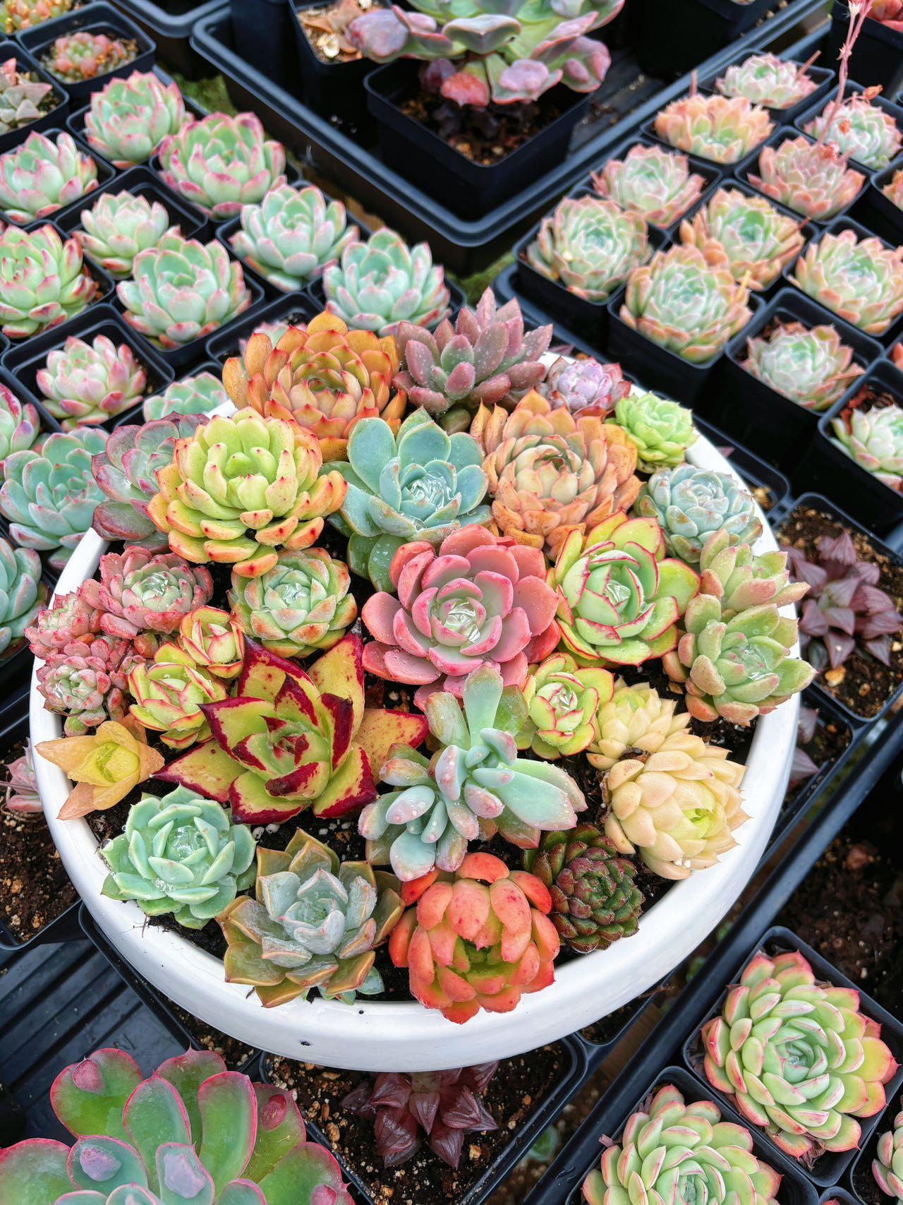 Succulent, Assorted - View 9 from www redcrocus com