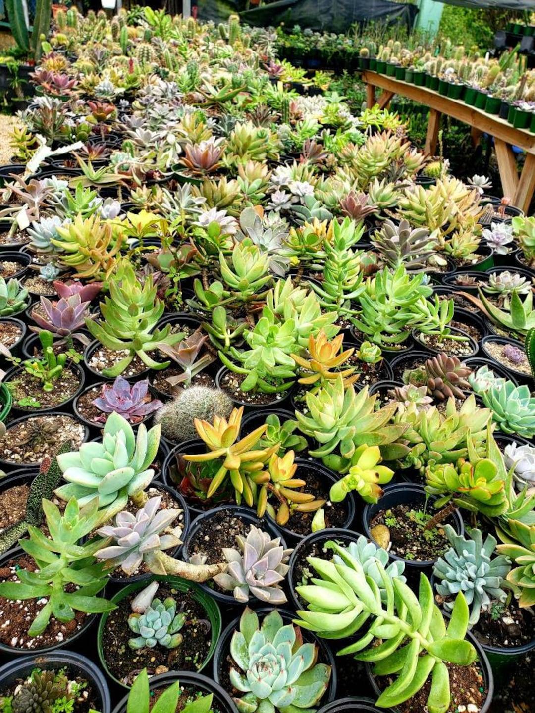 Succulent Assorted - View 10 from www redcrocus com