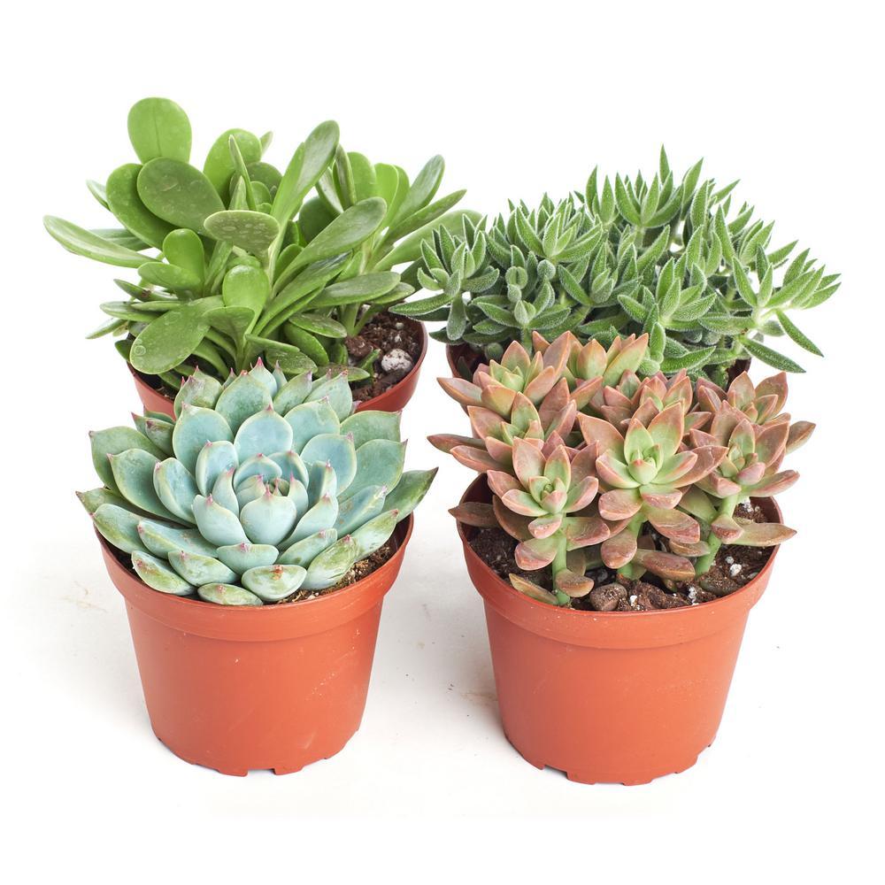 Succulent Assorted - View 14 from www redcrocus com
