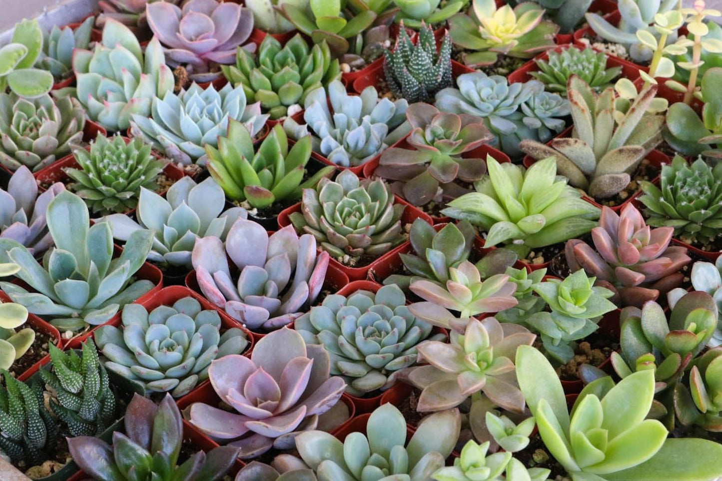 Succulent Assorted - View 1 from www redcrocus com