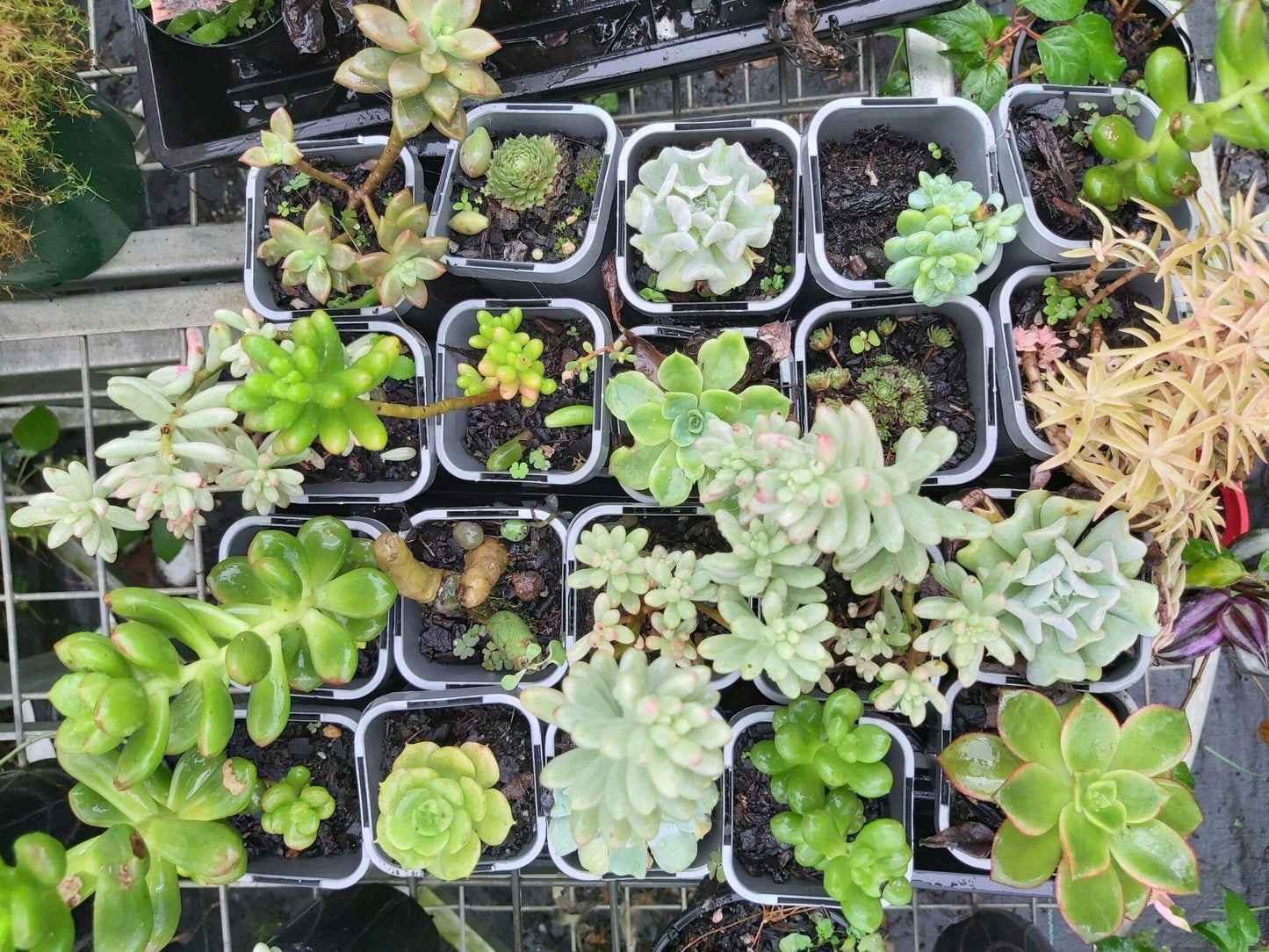 Succulent Assorted - View 20 from www redcrocus com