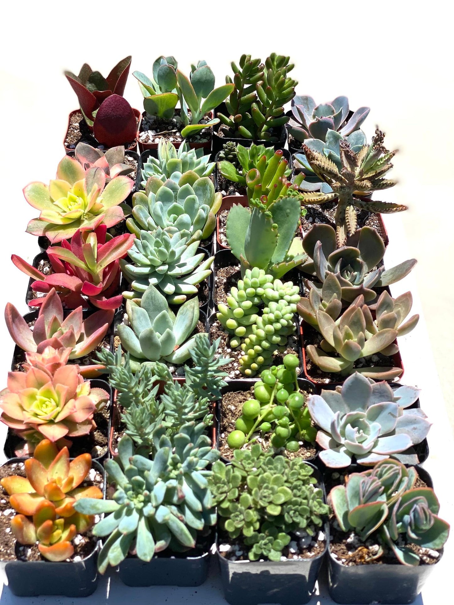 Succulent Assorted - View 6 from www redcrocus com