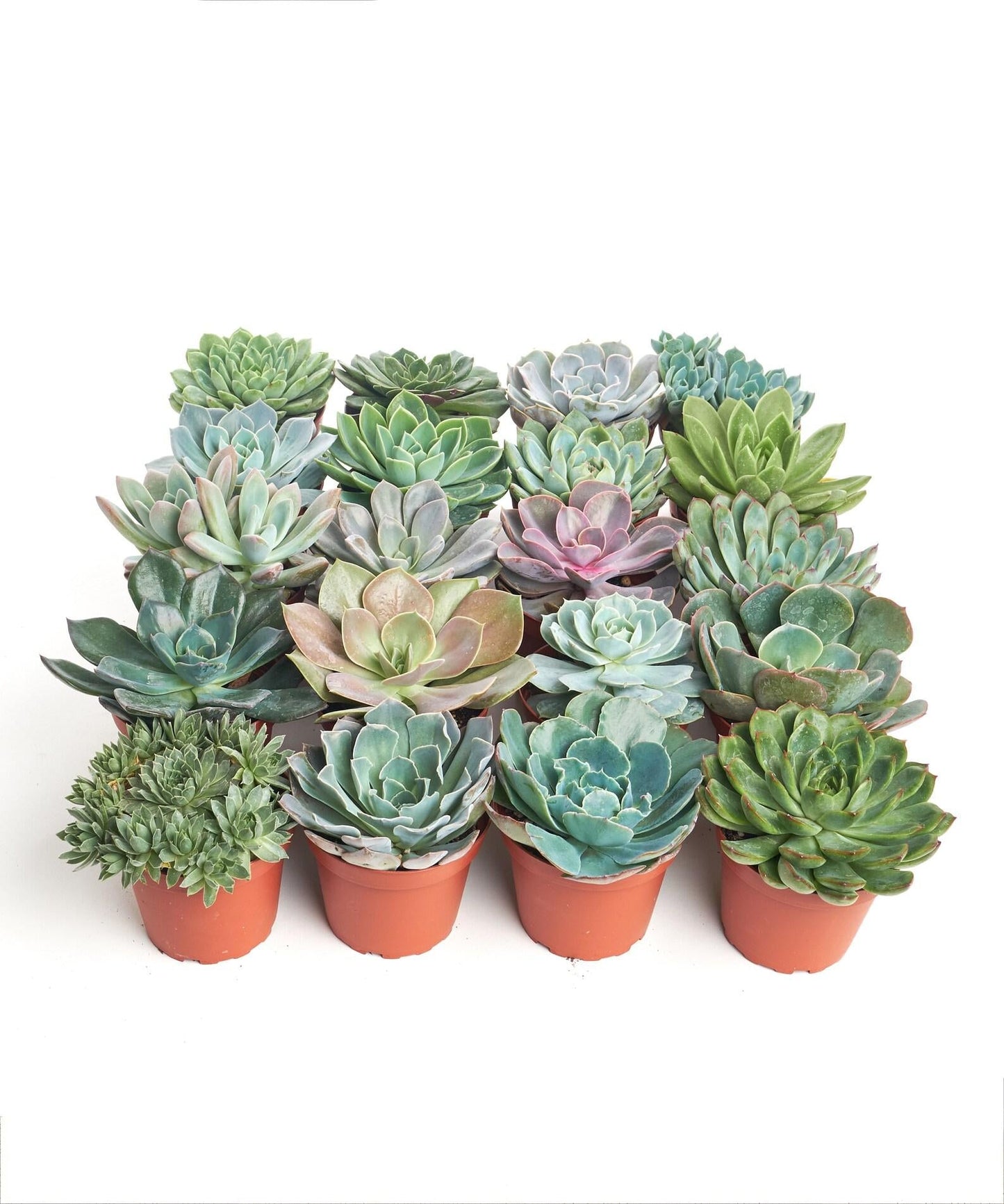 Succulent Assorted - View 7 from www redcrocus com