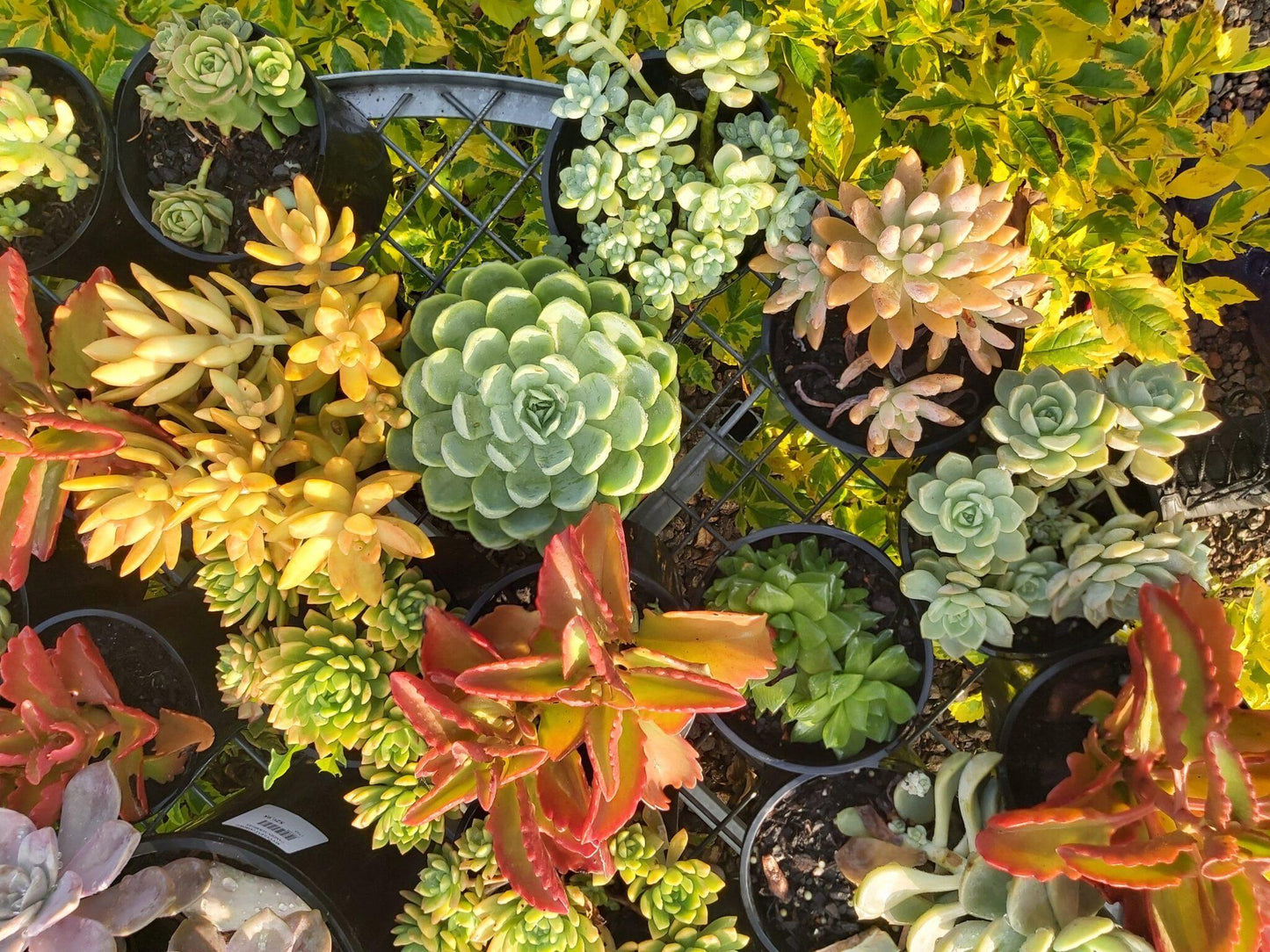 Succulent Assorted - View 9 from www redcrocus com