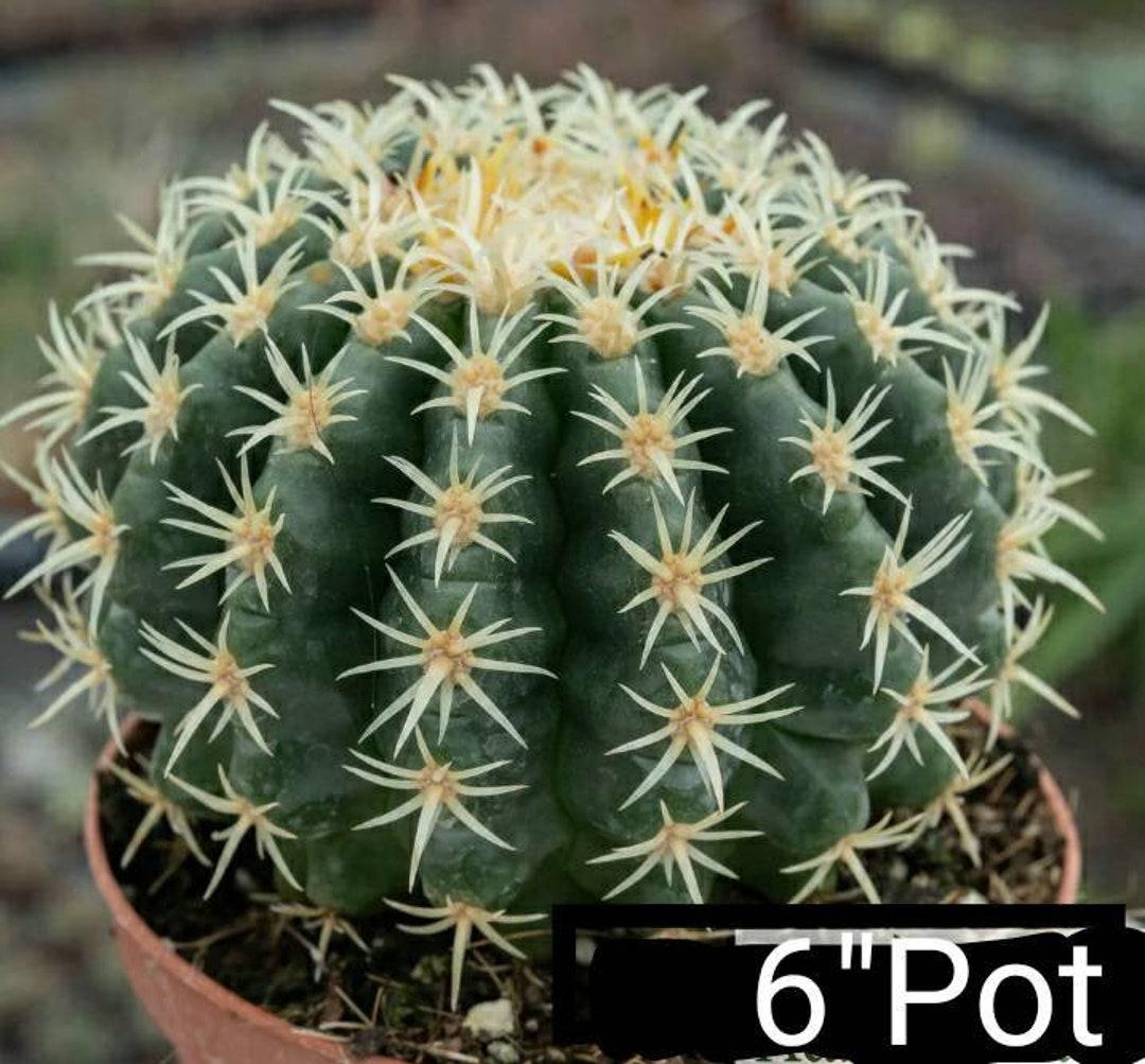 Echinocactus Assorted - View 10 from www redcrocus com