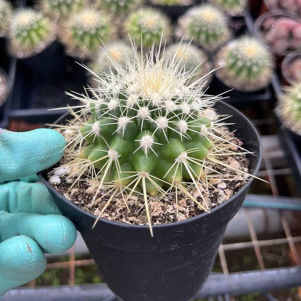 Echinocactus Assorted - View 11 from www redcrocus com