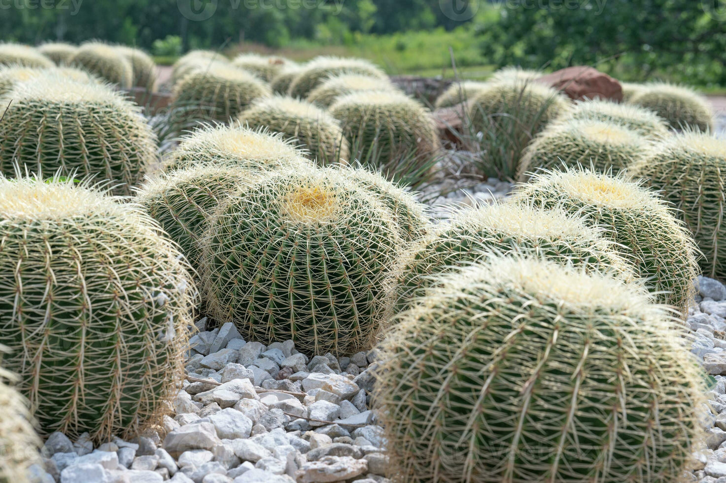 Echinocactus Assorted - View 12 from www redcrocus com