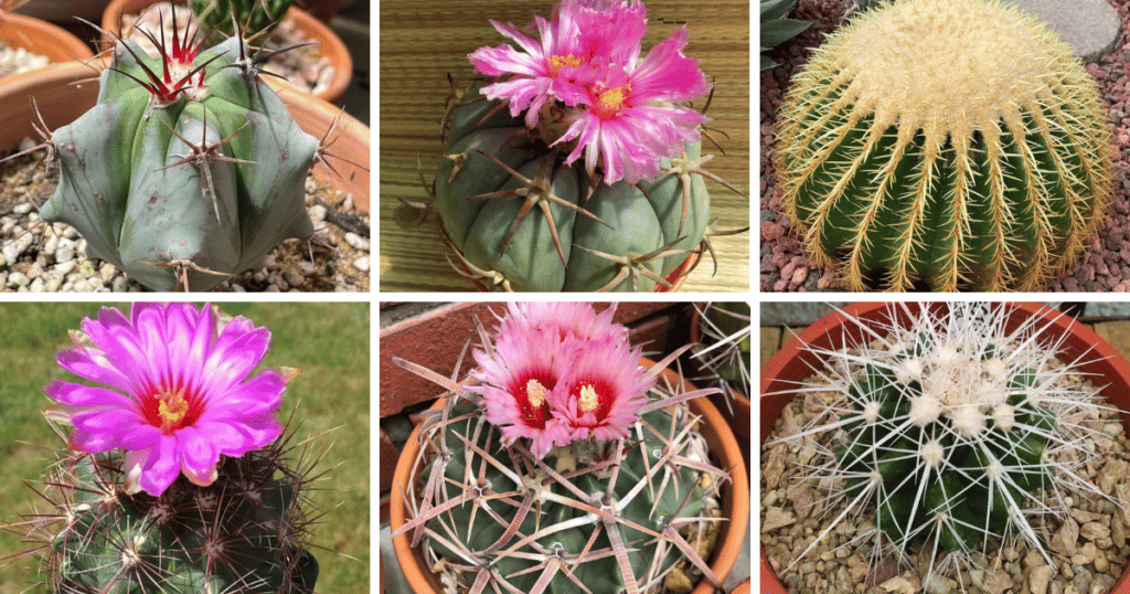 Echinocactus Assorted - View 13 from www redcrocus com