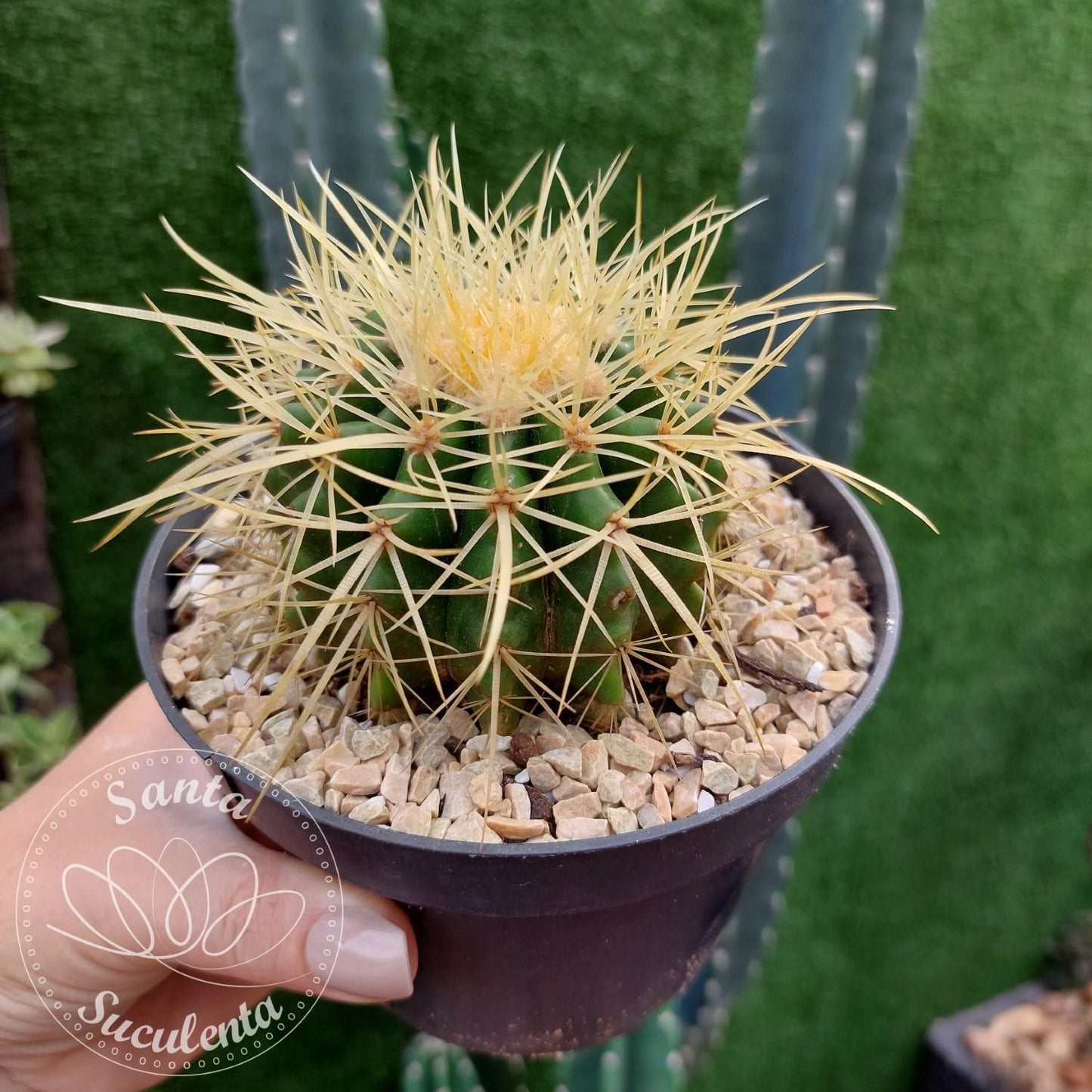 Echinocactus Assorted - View 13 from www redcrocus com