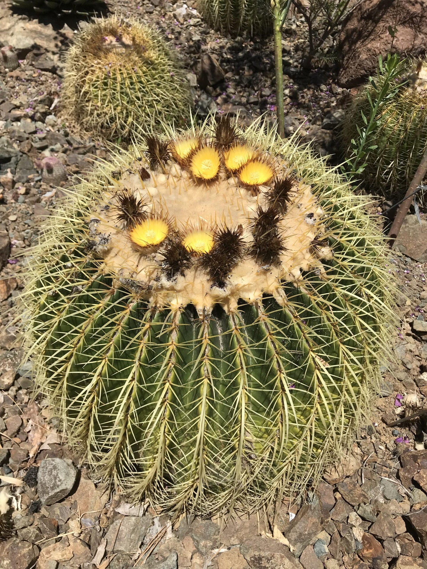 Echinocactus Assorted - View 14 from www redcrocus com