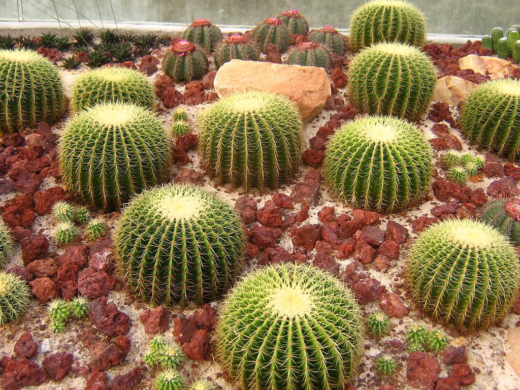Echinocactus Assorted - View 15 from www redcrocus com
