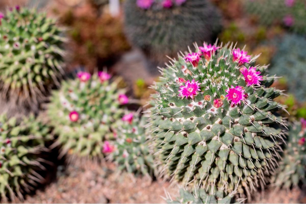 Echinocactus Assorted - View 16 from www redcrocus com
