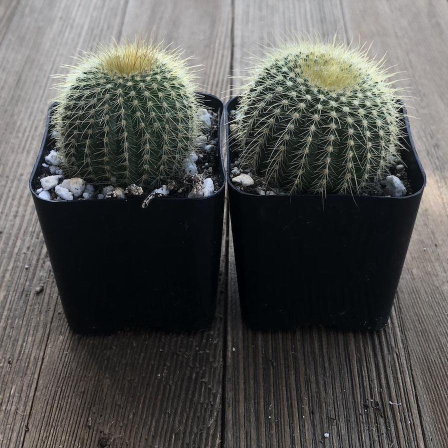 Echinocactus Assorted - View 17 from www redcrocus com