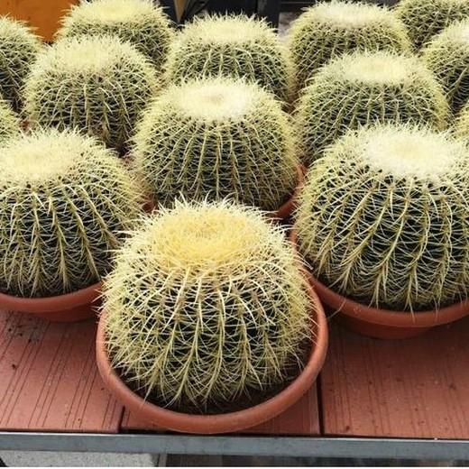 Echinocactus Assorted - View 18 from www redcrocus com
