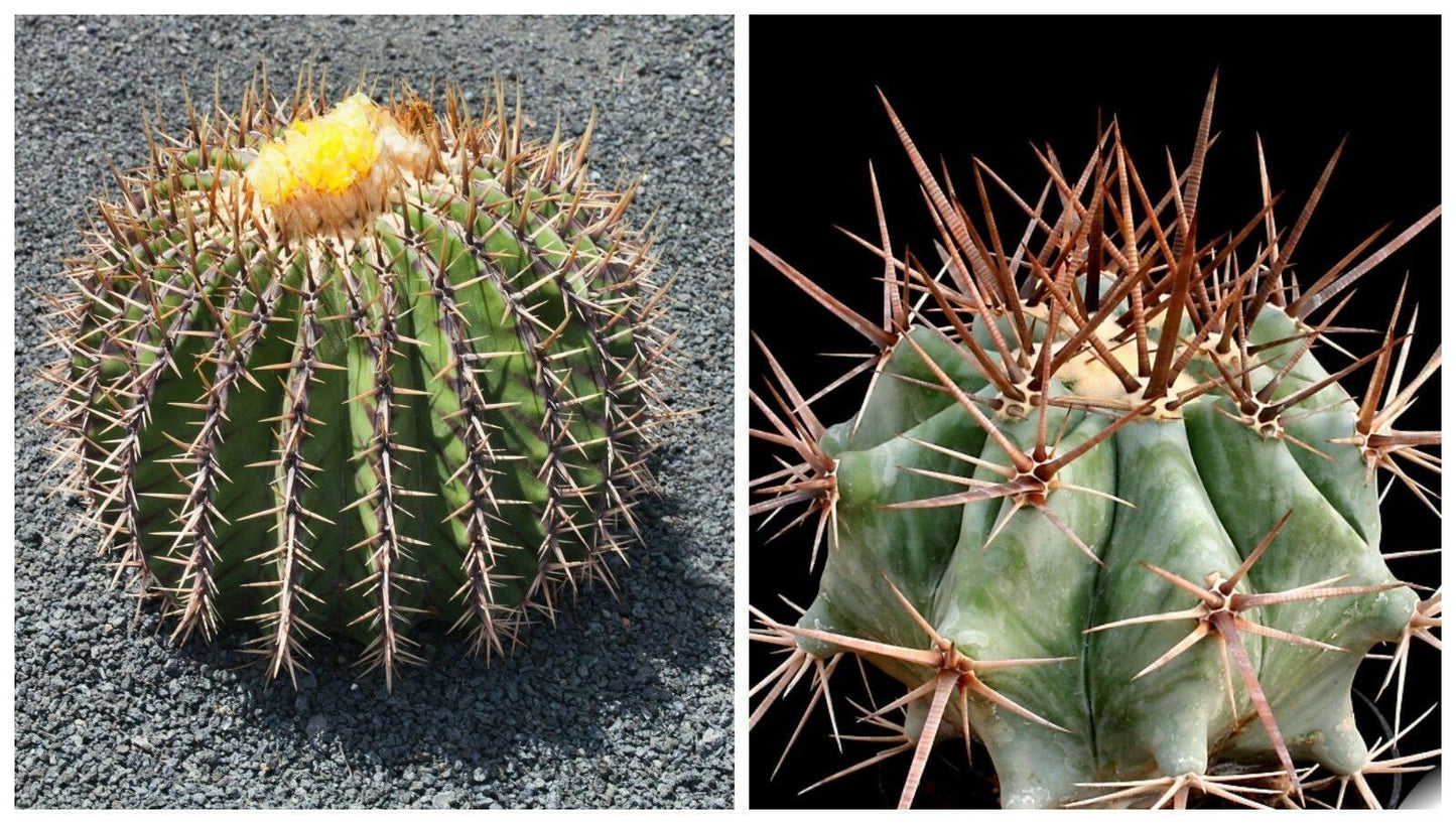 Echinocactus Assorted - View 19 from www redcrocus com