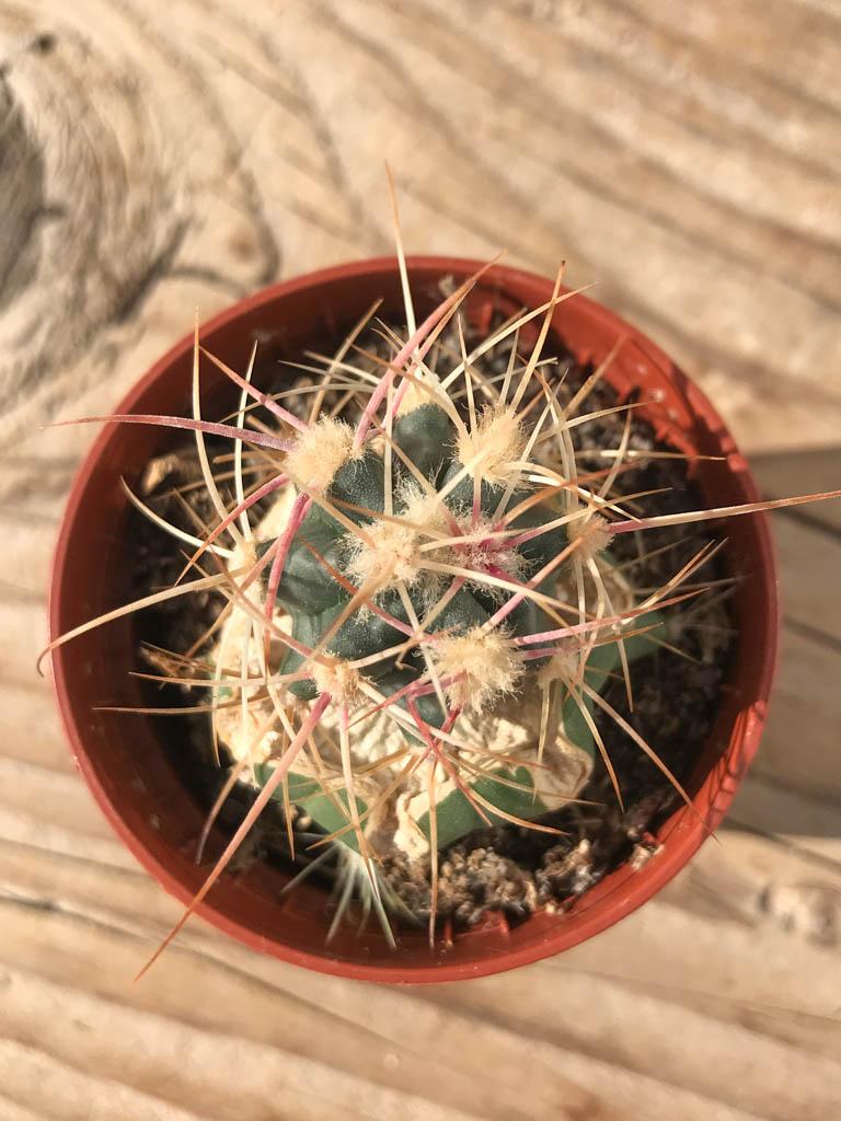 Echinocactus Assorted - View 20 from www redcrocus com