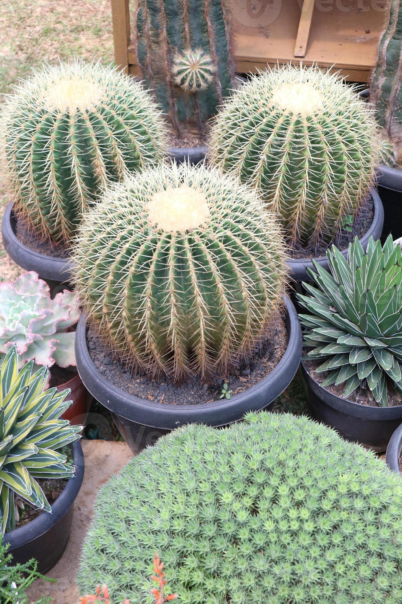 Echinocactus Assorted - View 3 from www redcrocus com