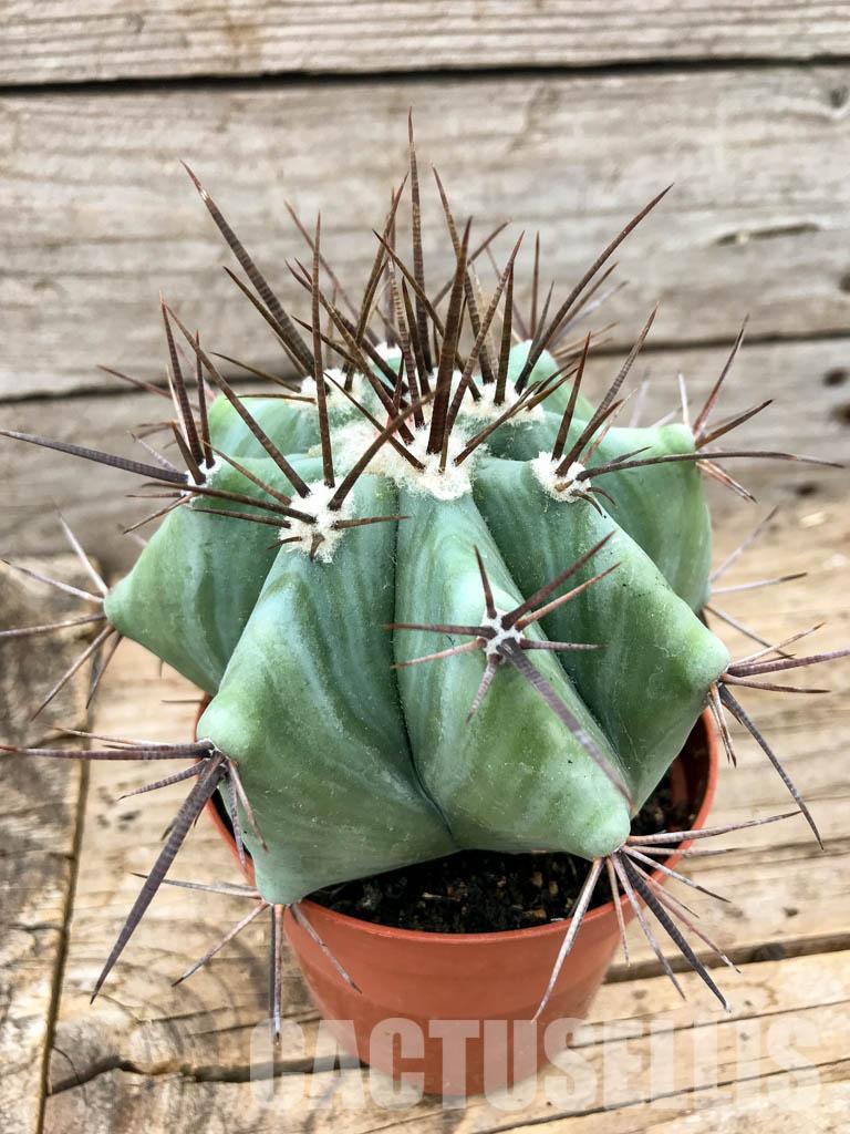 Echinocactus Assorted - View 4 from www redcrocus com