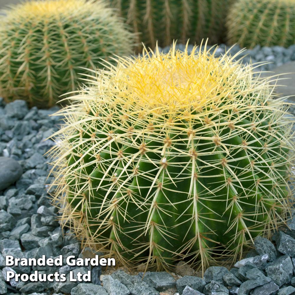Echinocactus Assorted - View 5 from www redcrocus com