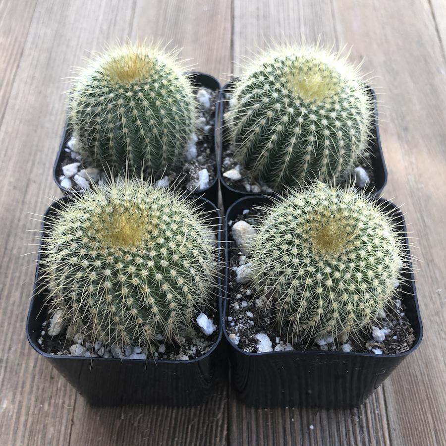 Echinocactus Assorted - View 6 from www redcrocus com