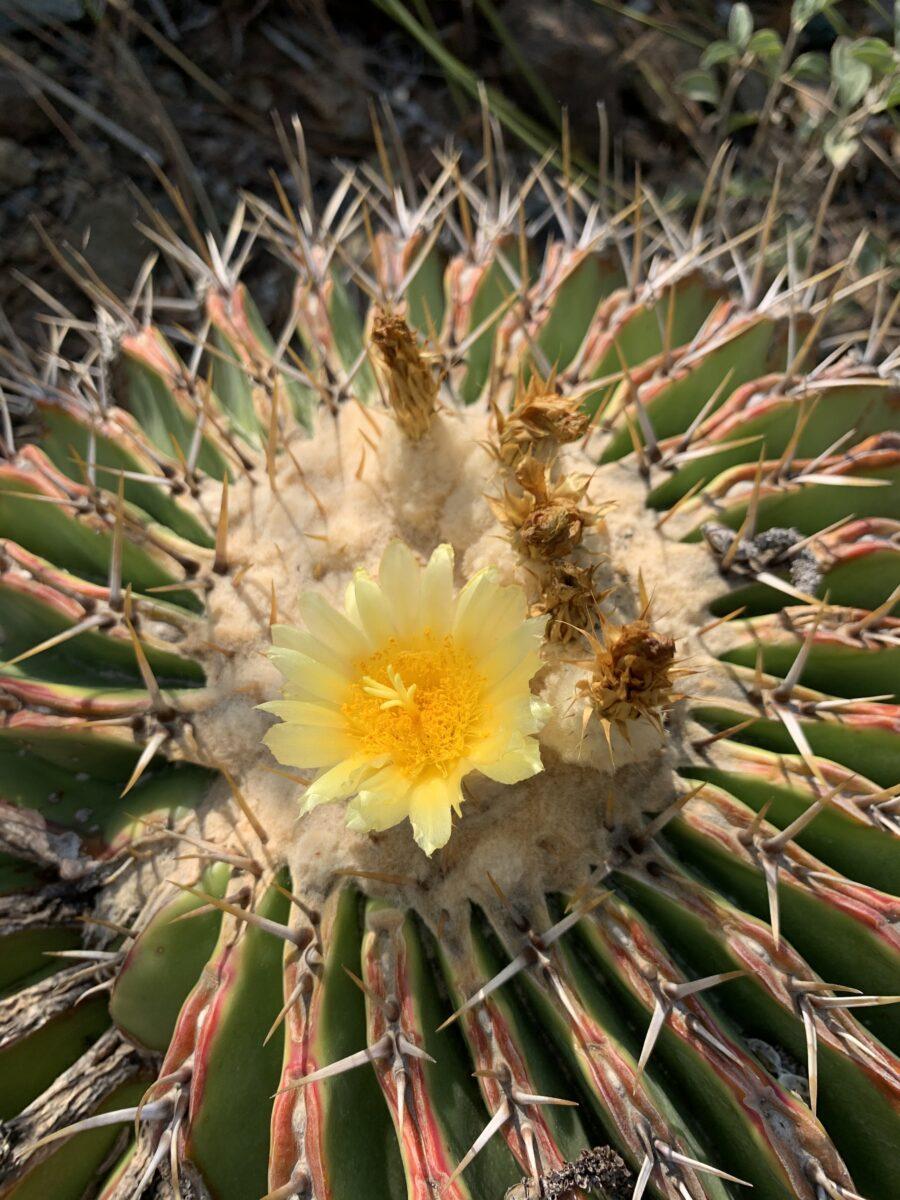 Echinocactus Assorted - View 7 from www redcrocus com