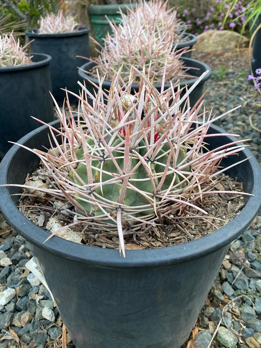 Echinocactus Assorted - View 8 from www redcrocus com